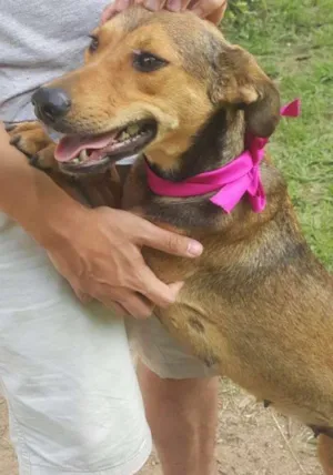 Cachorro raça SRD idade 2 anos nome Frida