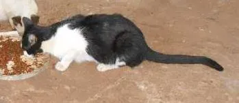 Gato ra a viralata idade 2 anos nome Bilisteka/ e d+