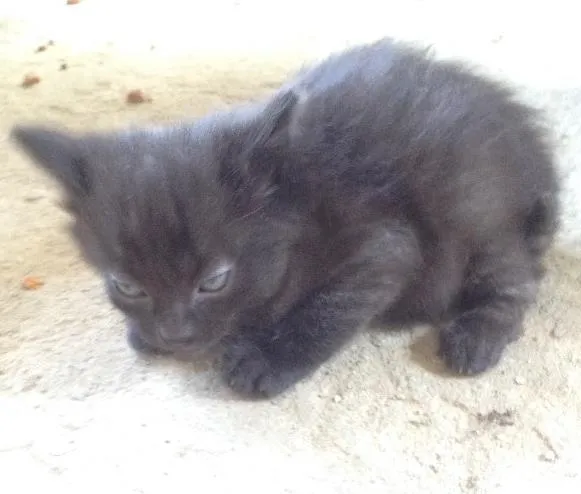 Gato ra a Misturas idade Abaixo de 2 meses nome A definir