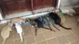 Martin, Tico,Teco,