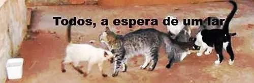 Gato ra a viralata idade 2 anos nome Bilisteka/ e d+