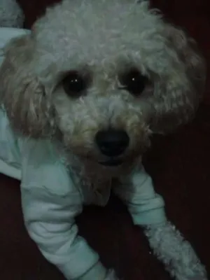Cachorro raça Poodle idade 2 anos nome billy