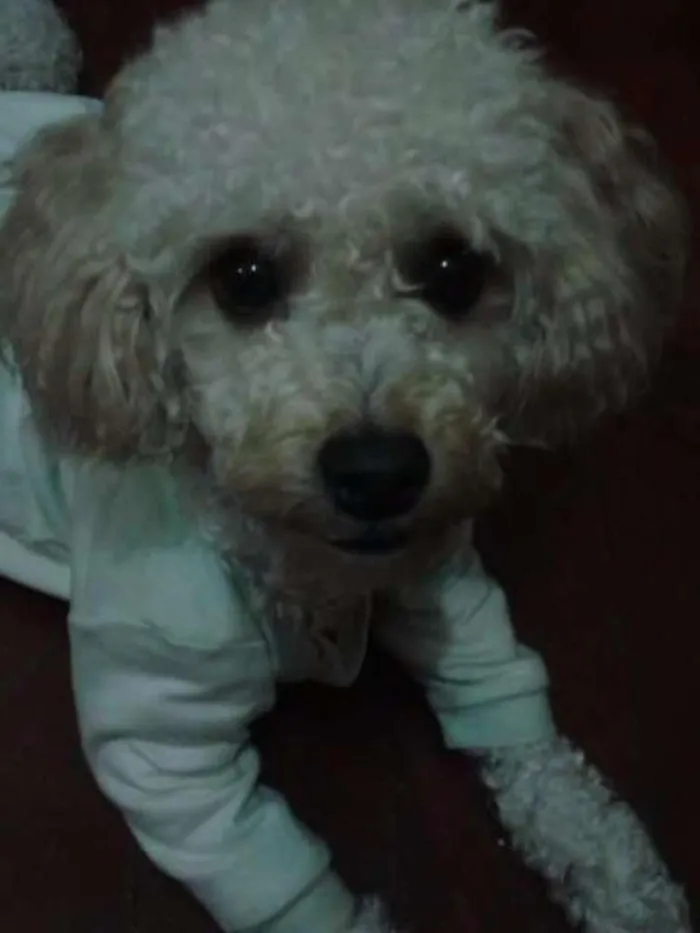 Cachorro ra a Poodle idade 2 anos nome billy