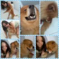 Bolota