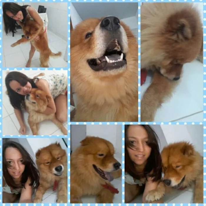 Cachorro ra a chow chow idade 1 ano nome Bolota