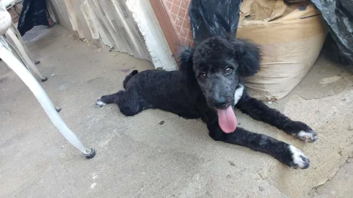 Cachorro raça Pooble idade 7 a 11 meses nome Don