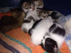 Gato raça mestiço idade Abaixo de 2 meses nome Outra