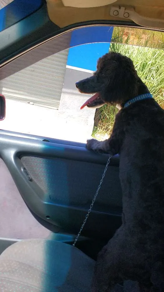 Cachorro raça Pooble idade 7 a 11 meses nome Don