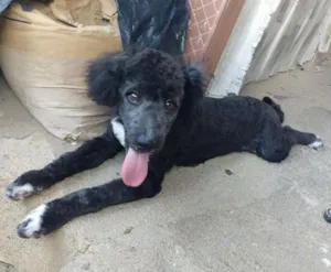 Cachorro raça Pooble idade 7 a 11 meses nome Don