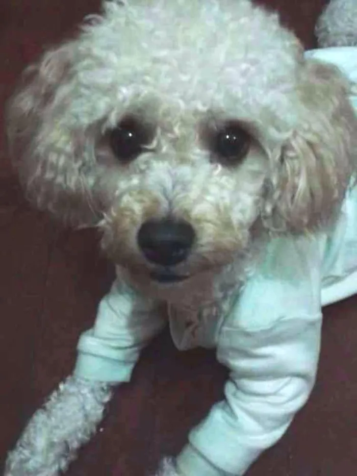 Cachorro ra a Poodle idade 2 anos nome billy