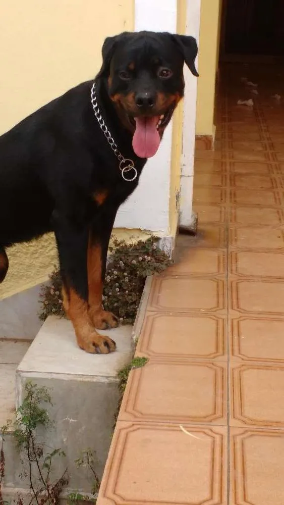 Cachorro ra a Rottweiler idade 1 ano nome Joey