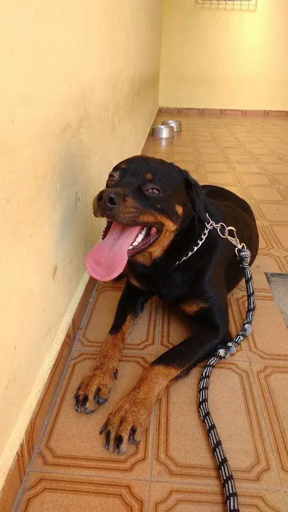 Cachorro ra a Rottweiler idade 1 ano nome Joey