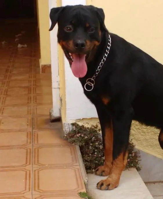 Cachorro ra a Rottweiler idade 1 ano nome Joey