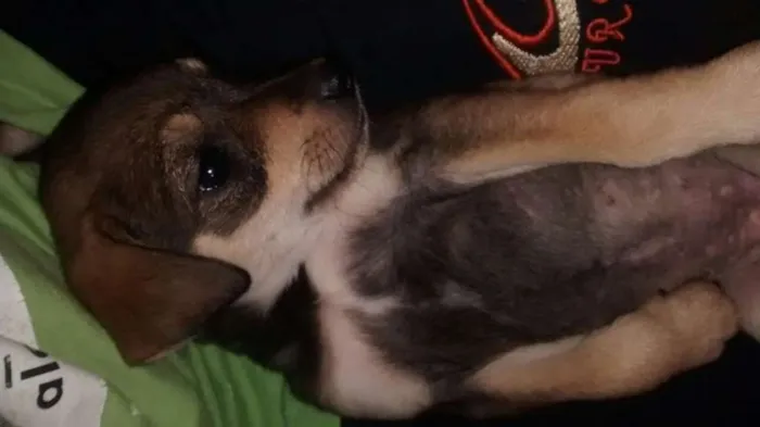 Cachorro ra a não defenido idade Abaixo de 2 meses nome sem nome
