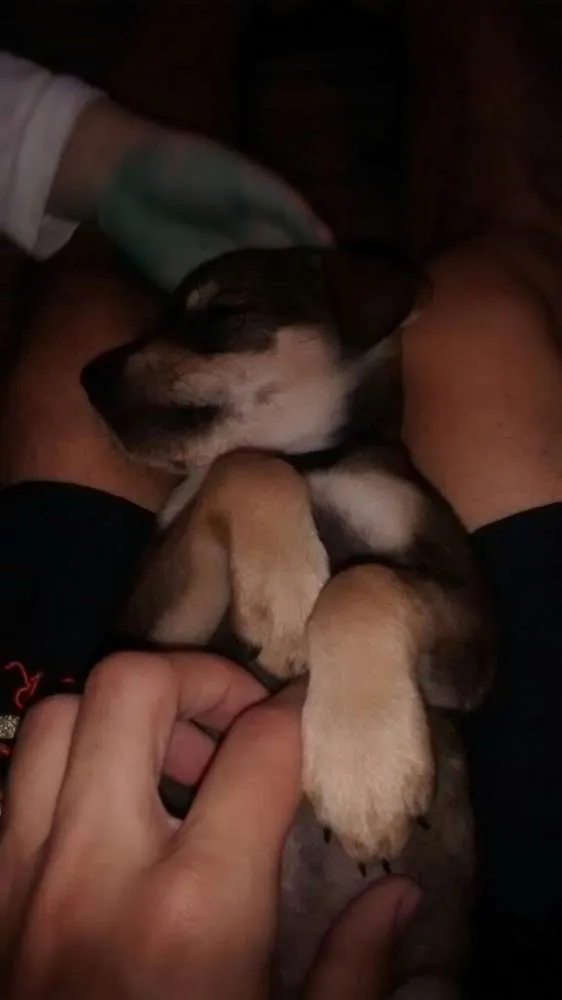 Cachorro ra a não defenido idade Abaixo de 2 meses nome sem nome