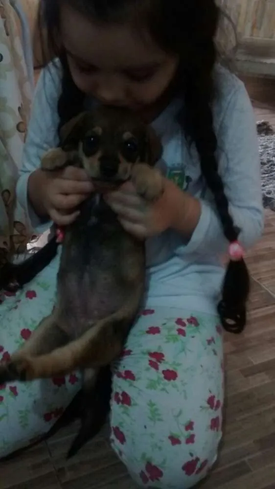 Cachorro ra a não defenido idade Abaixo de 2 meses nome sem nome