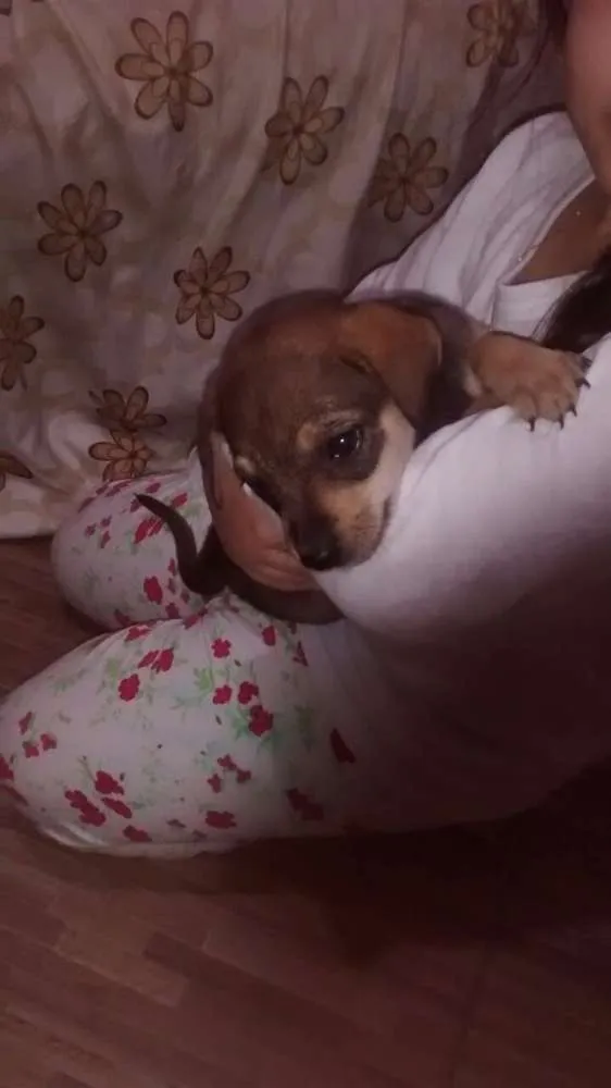 Cachorro ra a não defenido idade Abaixo de 2 meses nome sem nome