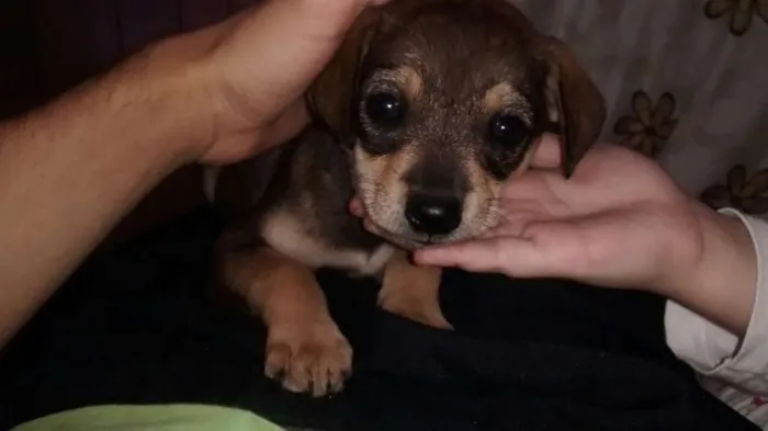 Cachorro ra a não defenido idade Abaixo de 2 meses nome sem nome