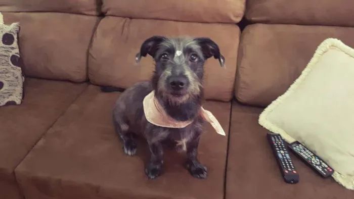 Cachorro ra a SRD idade 7 a 11 meses nome Lupita