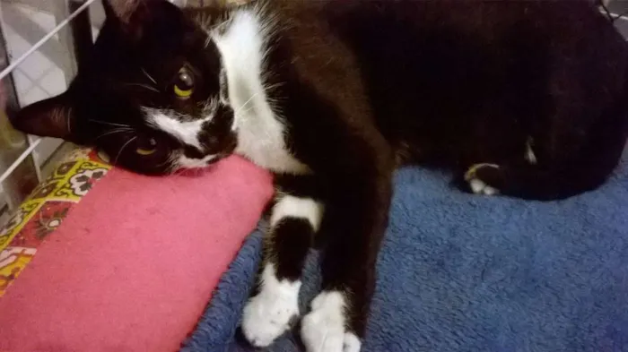 Gato ra a srd idade 2 a 6 meses nome Dinda