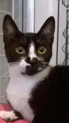 Gato raça srd idade 2 a 6 meses nome Dinda