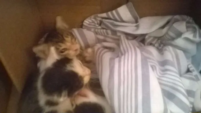 Gato ra a pé duro idade  nome d'artagnan porthos a