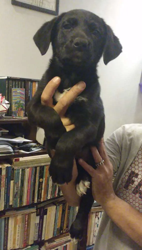 Cachorro ra a SRD idade Abaixo de 2 meses nome Clotilde