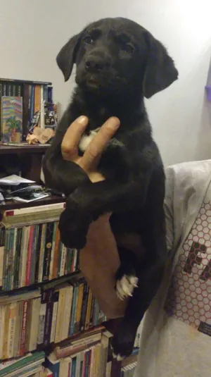 Cachorro raça SRD idade Abaixo de 2 meses nome Clotilde