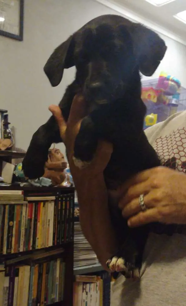 Cachorro ra a SRD idade Abaixo de 2 meses nome Pópis