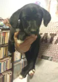 Pópis