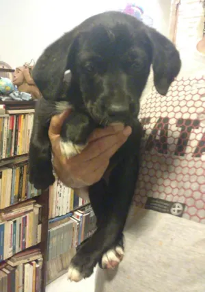 Cachorro raça SRD idade Abaixo de 2 meses nome Pópis