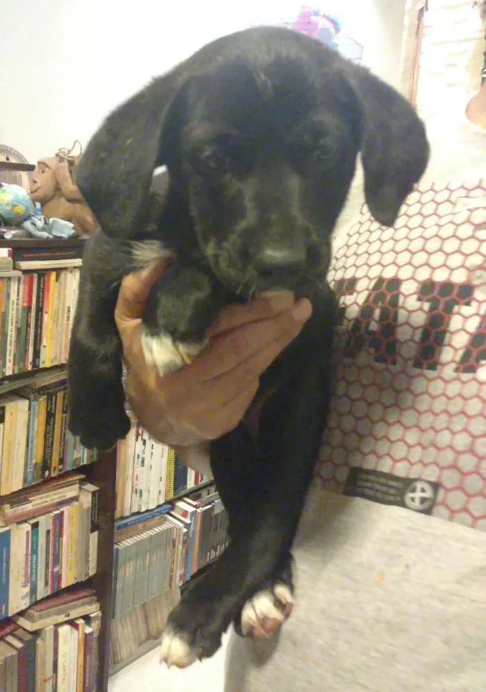Cachorro ra a SRD idade Abaixo de 2 meses nome Pópis