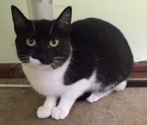 Gato raça SRD idade 2 a 6 meses nome Mascara 