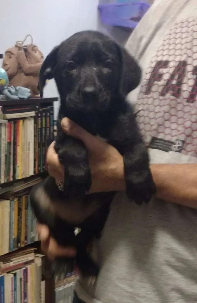 Cachorro ra a SRD idade Abaixo de 2 meses nome Turma do Chaves (5)
