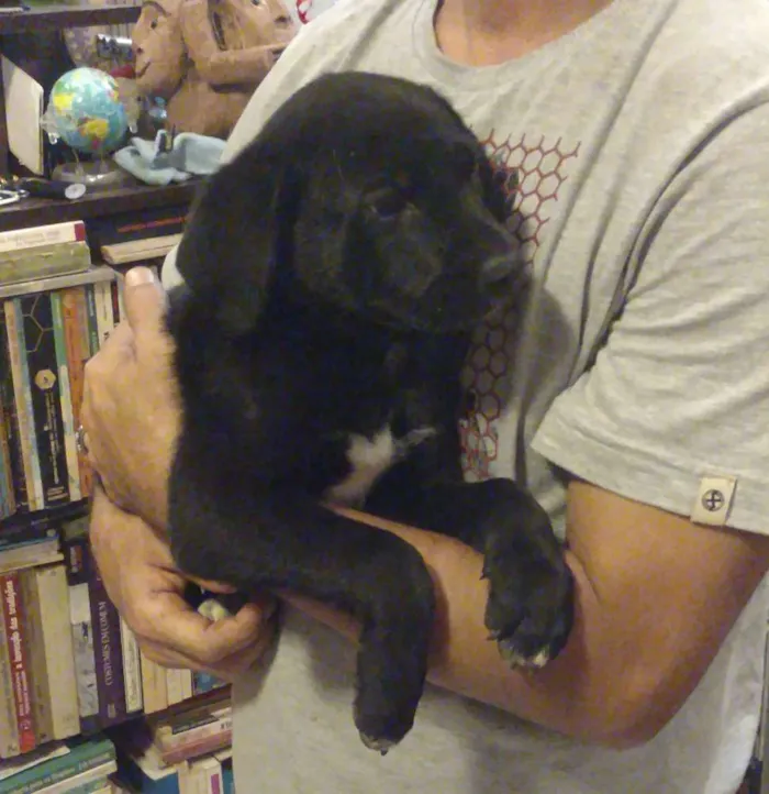 Cachorro ra a SRD idade Abaixo de 2 meses nome Turma do Chaves (5)
