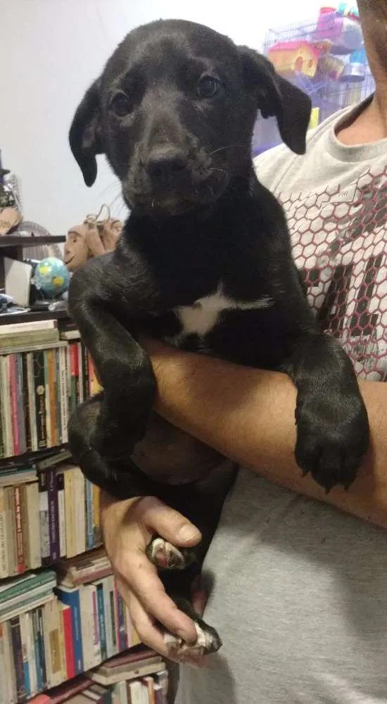 Cachorro ra a SRD idade Abaixo de 2 meses nome Turma do Chaves (5)