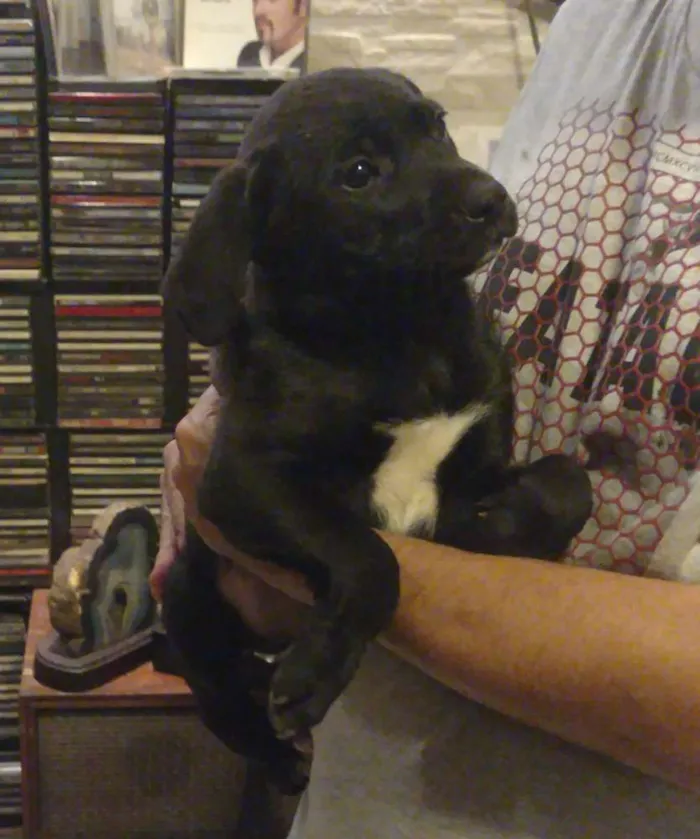 Cachorro ra a SRD idade Abaixo de 2 meses nome Turma do Chaves (5)
