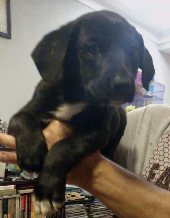 Cachorro ra a SRD idade Abaixo de 2 meses nome Turma do Chaves (5)