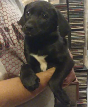 Cachorro raça SRD idade Abaixo de 2 meses nome Madruga Junior