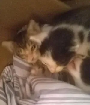 Gato raça pé duro idade  nome d'artagnan porthos a