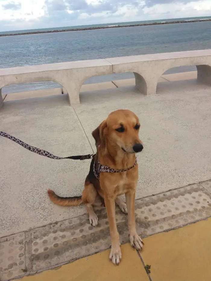 Cachorro ra a Pastor com vira lata idade 2 anos nome Sofy