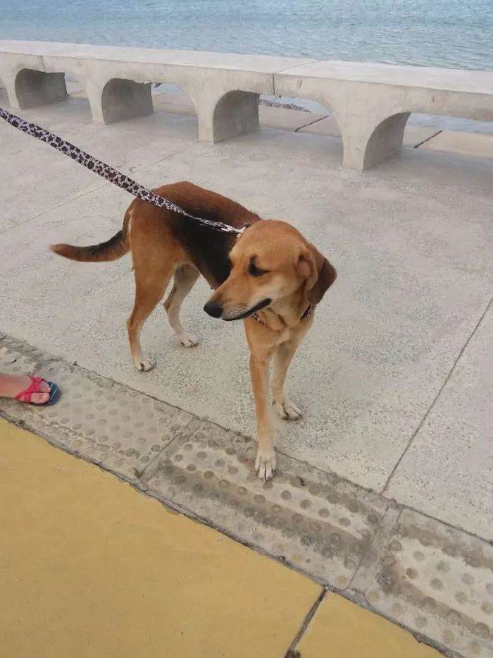 Cachorro ra a Pastor com vira lata idade 2 anos nome Sofy