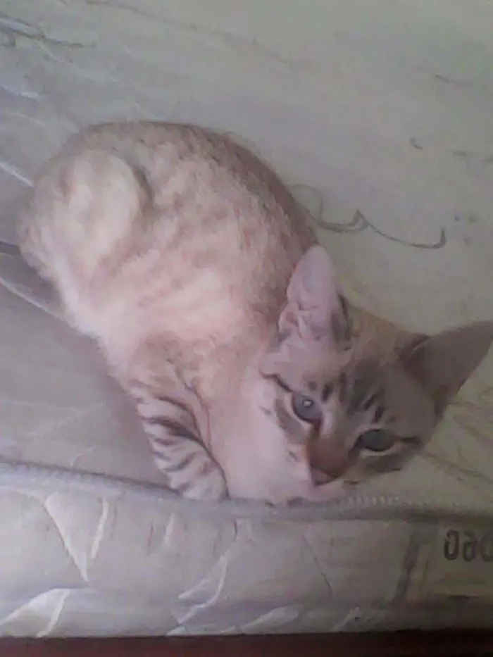 Gato ra a  idade 7 a 11 meses nome Cristal