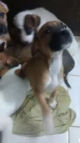 Pekena