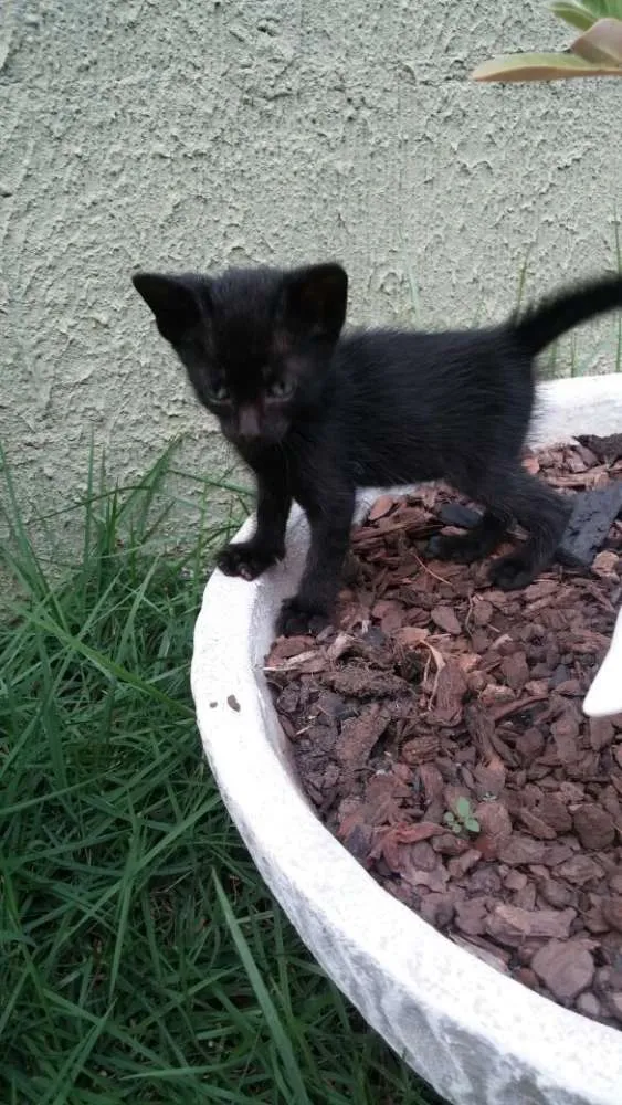 Gato raça  idade Abaixo de 2 meses nome Pretinha