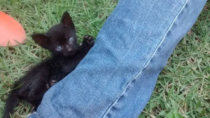 Gato raça  idade Abaixo de 2 meses nome Pretinha