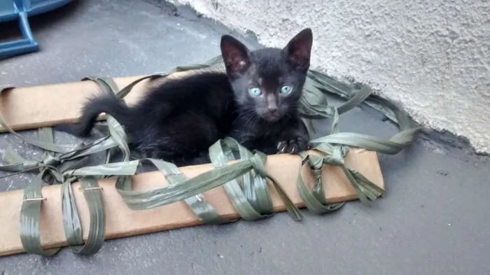Gato raça  idade Abaixo de 2 meses nome Pretinha