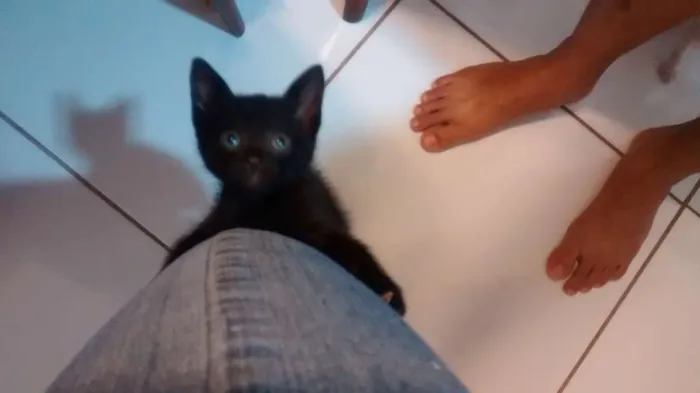 Gato raça  idade Abaixo de 2 meses nome Pretinha