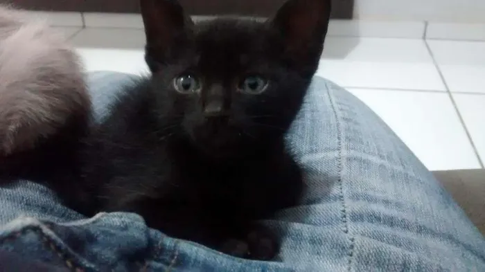 Gato raça  idade Abaixo de 2 meses nome Pretinha