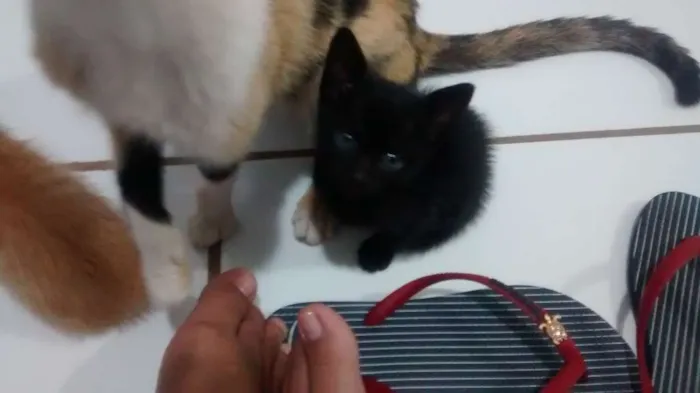 Gato raça  idade Abaixo de 2 meses nome Pretinha